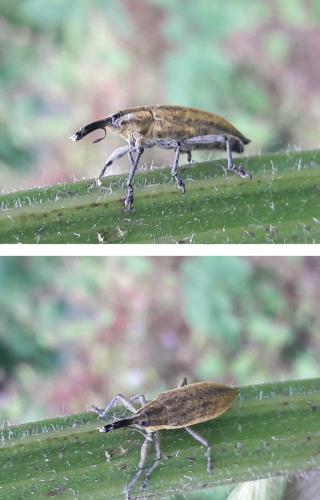 Réf. 326 588 : Lixus iridis